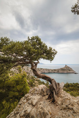 Juniper tree on a cliff