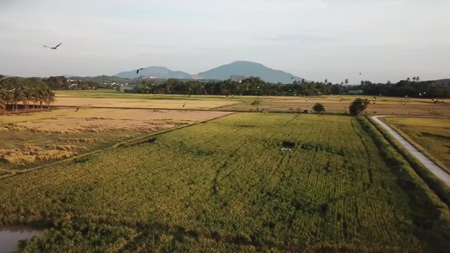 Aerial flock of Asian Openbill Anastomus oscitans and white egret Ardea alba fly at yellow paddy field.