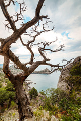 Fototapeta na wymiar Withered pine on the background of the sea bay