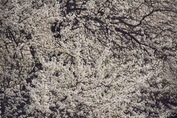 Plum flowers blossom