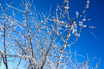 Fototapeta na wymiar Frozen tree branches in winter ice at the blue sky.