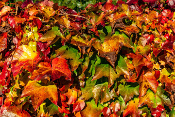 Weinlaub strahlt rot und grün und gold in der Herbstsonne