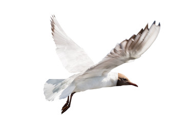 black head gull fly on white