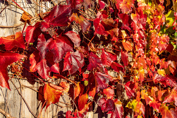 Ein Holzzaun mit leuchtend rotem Weinlaub