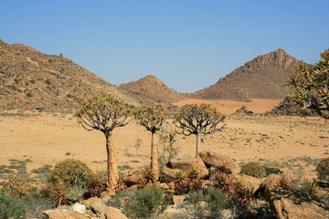 Desert Quiver Trees