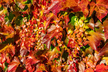 Weinlaub leuchtet bunt im Sonnenlicht