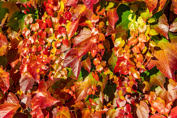 Weinlaub strahlt bunt im Sonnenlicht