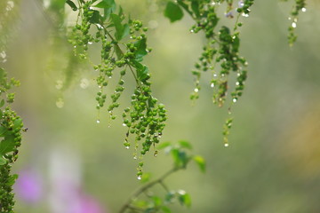 dew on grass