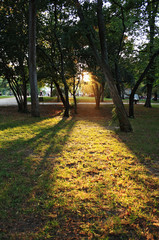 Obraz premium Sun and shadows in the park an autumn day