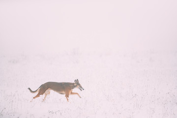 Hunting Sighthound Hortaya Borzaya Dog During Hare-hunting At Winter Day In Snowy Field