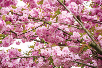 Obraz premium Sakura flowers blooming