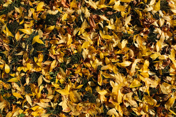 autumn leaves background