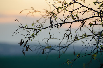 Fototapeta na wymiar Twigs against colorful background.