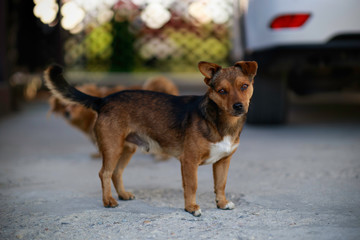 Cute dog caught by dog catchers who is housed in a cage at the public shelter built by the town hall for dogs on the street or dogs abandoned by dog owners.