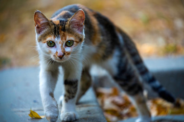 portrait of cat on nature blurred background