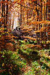 beautiful background of golden autumn forest