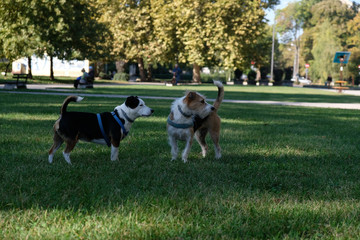 dogs playing in the park