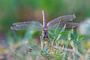 Closeup detail of wandering glider dragonfly on blade of grass