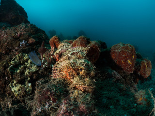 Fototapeta na wymiar Unterwasserlandschaft mit Drachenkopf