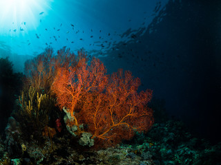 Plakat Rote Koralle im Sonnenlicht und Blauwasser 