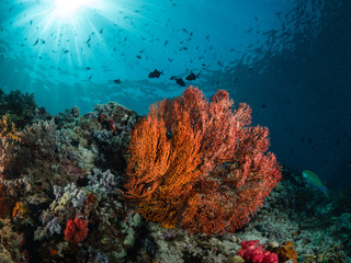 Fototapeta na wymiar Rote Koralle im Riff Sonnenlicht und Blauwasser