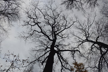 tree and sky