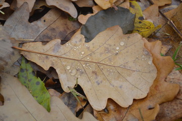 autumn leaves on the ground