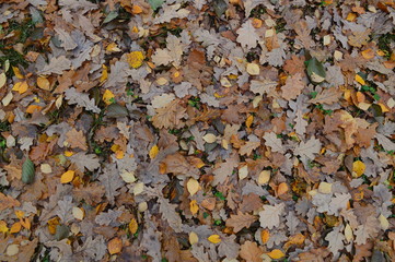 autumn leaves background