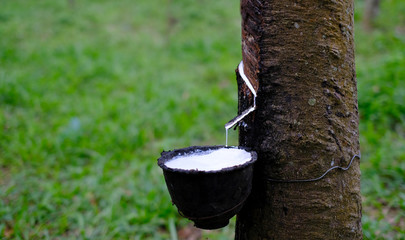 Fresh milky Latex flows from para rubber tree into a plastic bowl