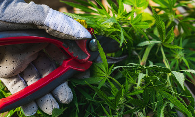 Closeup on person's hand using pruning shears on cannabis harvest