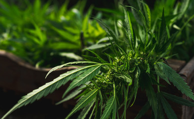Cannabis harvest in wooden crate