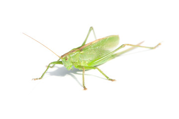 Big grasshopper isolated