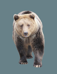 Fototapeta premium Brown bear on an isolated background.