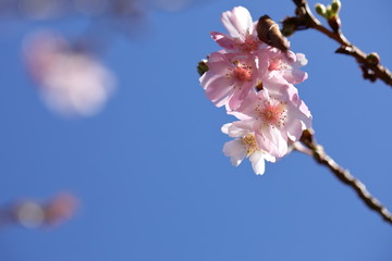 ジュウガツザクラ