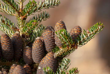 Blending up purple-golden bumps of Korean pine