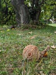 Un drôle de coing moisi