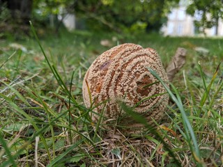 Un drôle de coing moisi
