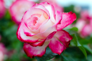 pink rose in the garden.