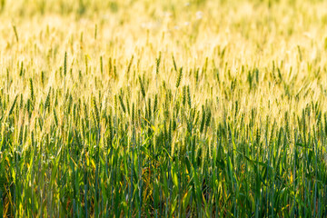 Close up Green and gold colours of wheat growing in a paddock, Quairading, Australia