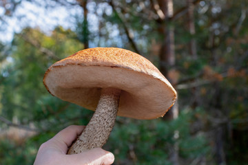 Orange Cap Boletus mushroom in a female hand on a background of pines