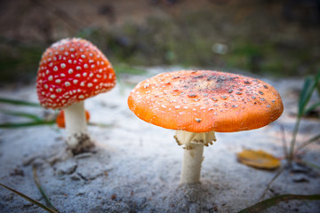 Poisonous Spotted Mushrooms in Magical Green Forest