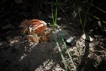 Poisonous Spotted Mushrooms in Magical Green Forest