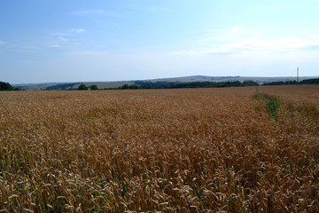 wheat field, harvest, in the foothills of the Altai