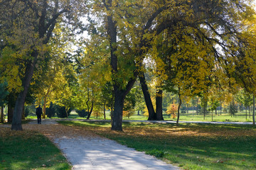 Fototapeta premium Drzewa z jesiennych liści w krajobrazie parku