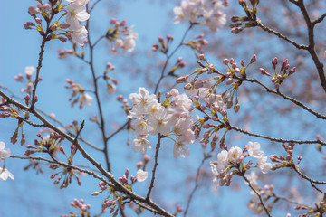 青空と咲き始めたサクラ