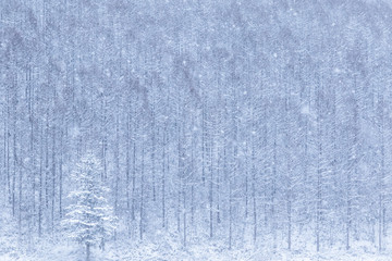 Fototapeta na wymiar 北海道の雪景色