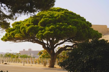 tree in the park