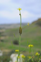 Insects climbing the flower 
