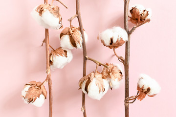 Cotton branches texture on pink background