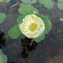 Lotus on green leaf and water surface is considered a symbol of virtue. Belief has existed since...